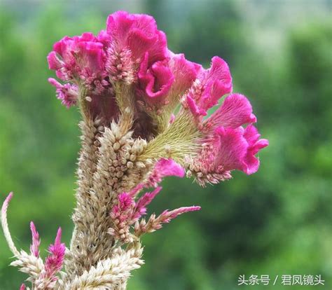 雞冠花風水|風水學中的雞冠花寓意【雞冠花寓意從風水説】 – 香港 算命師傅